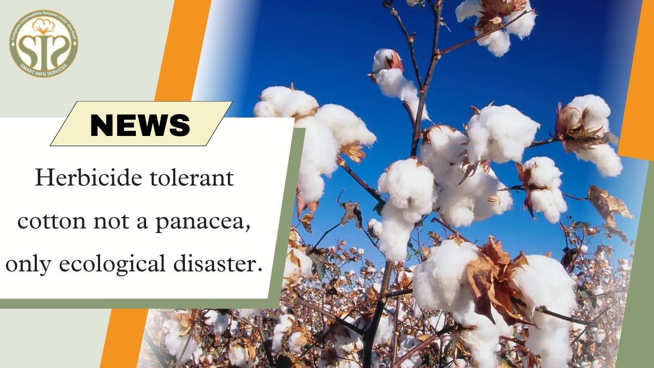 Herbicide-resistant cotton: not a panacea, but an environmental crisis