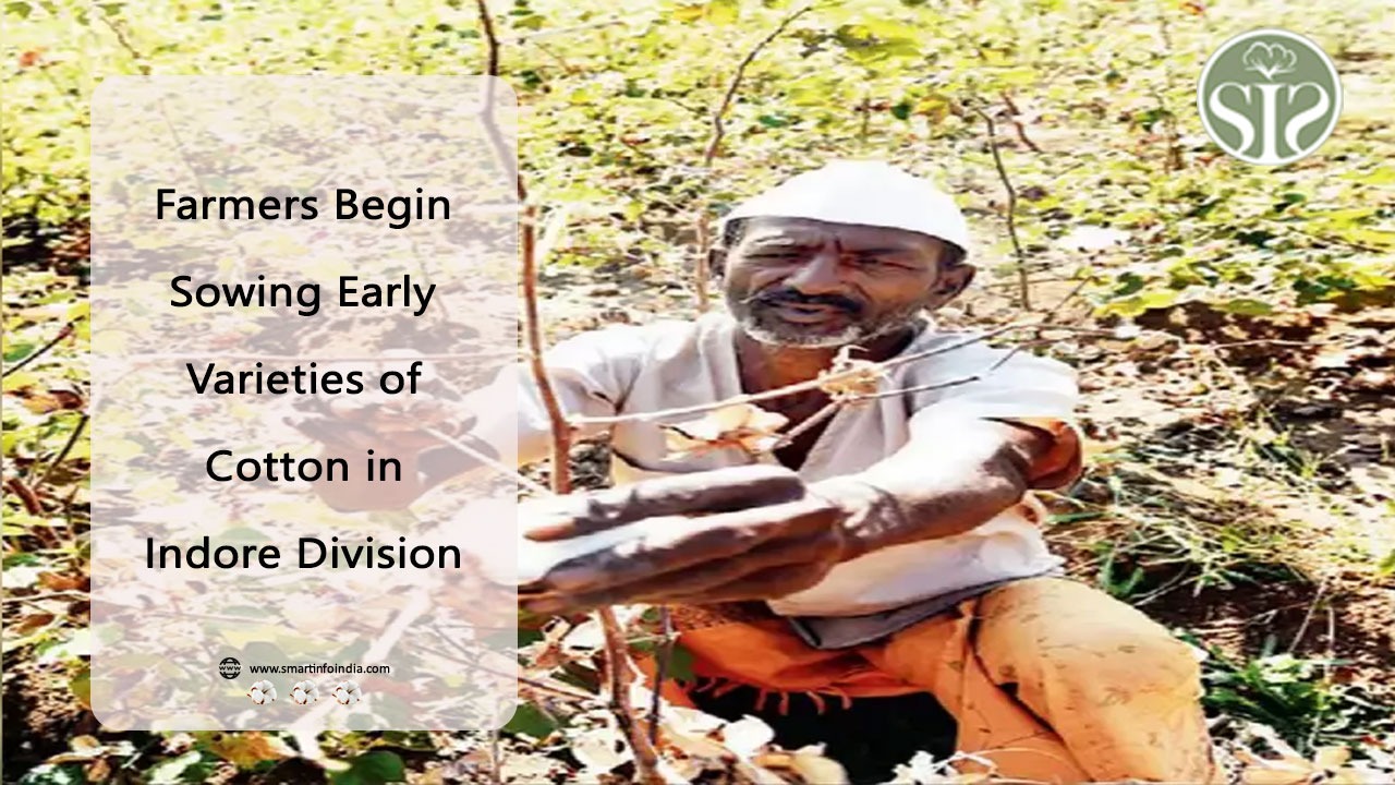 Farmers Begin Sowing Early Varieties of Cotton in Indore Division