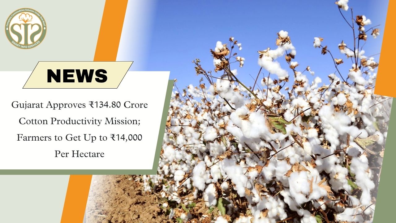 Gujarat Launches ₹134.8 Cr Cotton Mission