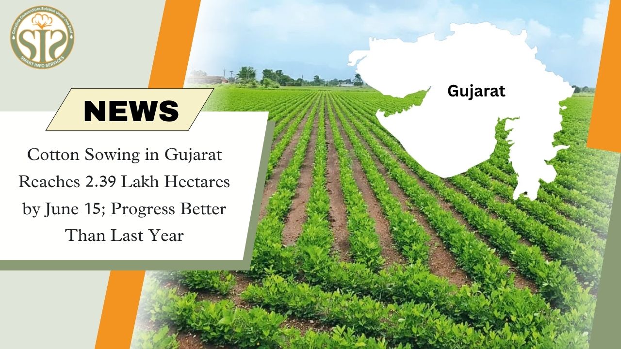 Gujarat Cotton Sowing Reaches 2.39 Lakh Hectares by June 15, Surpasses Last Year’s Pace