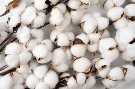 Cotton acreage set to grow by 10-15% on higher prices for fibre