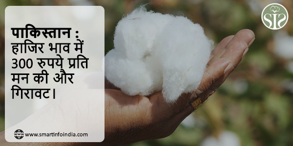 पाकिस्तान : हाजिर भाव में 300 रुपये प्रति मन की और गिरावट।