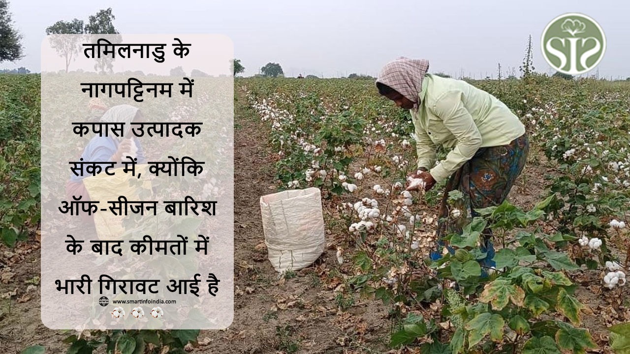 तमिलनाडु के नागपट्टिनम में कपास उत्पादक संकट में, क्योंकि ऑफ-सीजन बारिश के बाद कीमतों में भारी गिरावट आई है