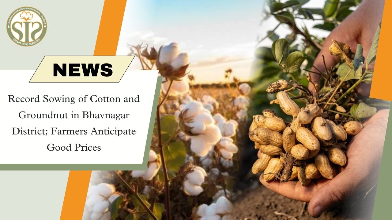 Bhavnagar Cotton Sowing Surges