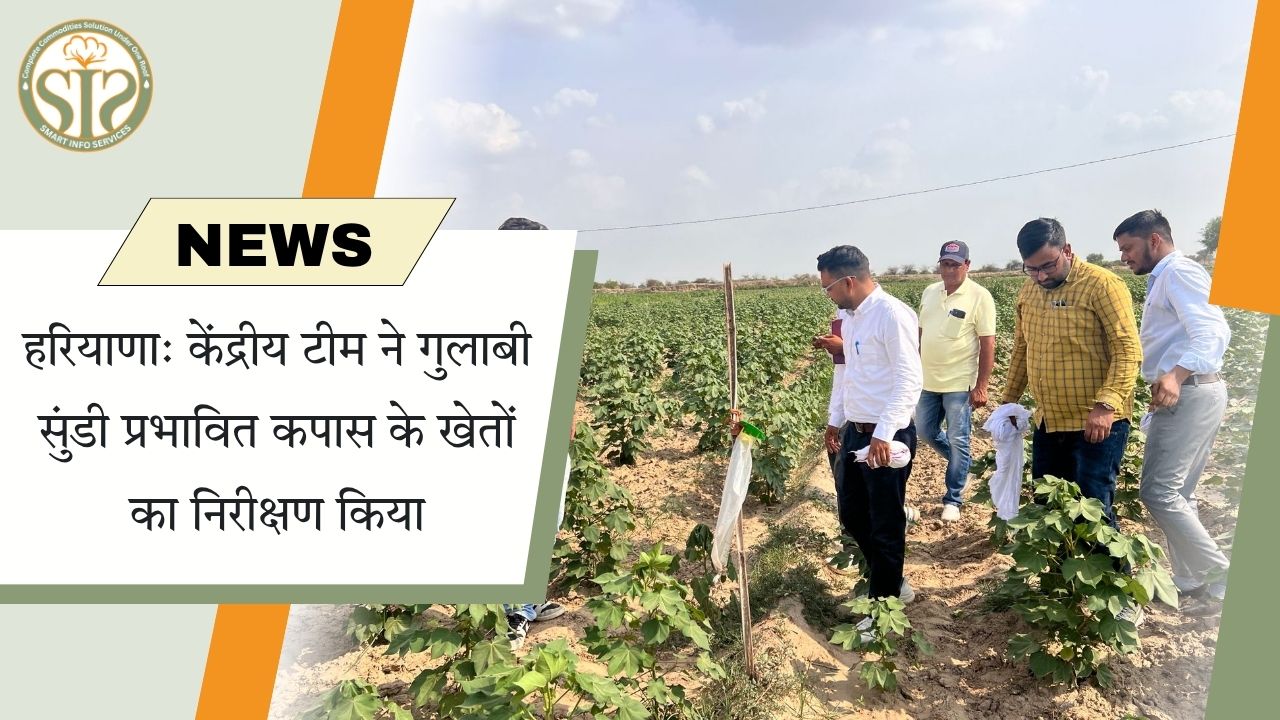 हरियाणा: केंद्रीय टीम ने गुलाबी सुंडी प्रभावित कपास के खेतों का निरीक्षण किया