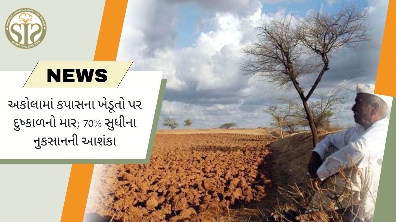 અકોલામાં કપાસ ખેડૂતોને 70% નુકસાનની ભીતિ