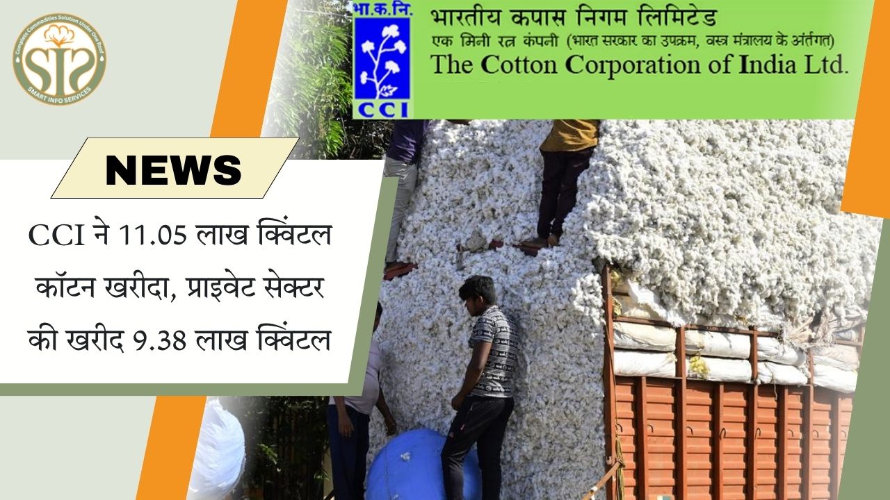 CCI ने कॉटन खरीद में बढ़त बनाई, प्राइवेट सेक्टर भी सक्रिय