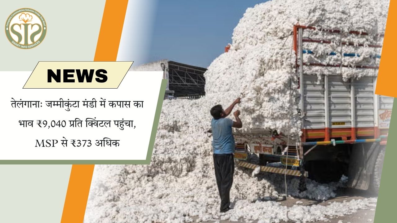 जम्मीकुंटा मंडी में कपास ₹9,040 पर पहुंचा
