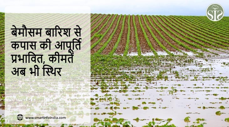 बेमौसम बारिश से कपास की आपूर्ति प्रभावित, कीमतें अब भी स्थिर