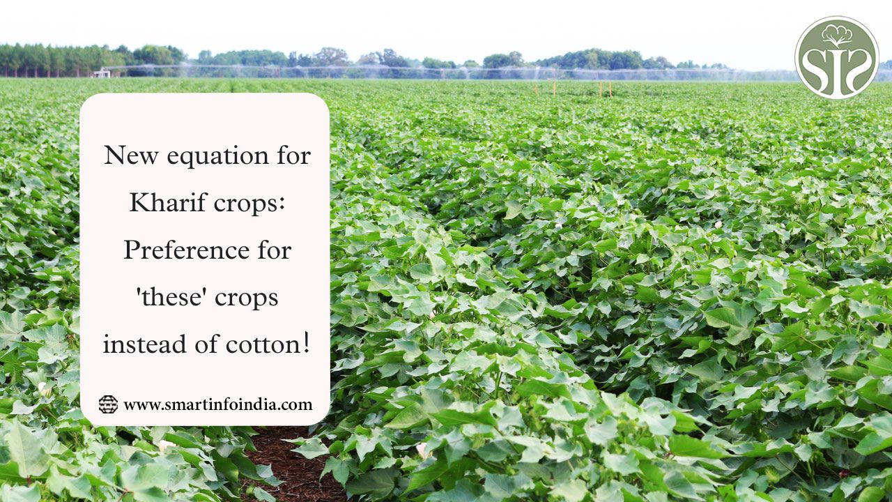 New equation for Kharif crops: Preference for 'these' crops instead of cotton!