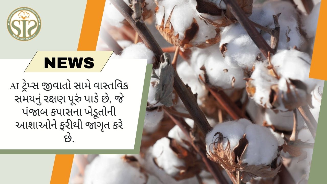 AI ટ્રેપ્સ જીવાતો સામે વાસ્તવિક સમયનું રક્ષણ પૂરું પાડે છે, જે પંજાબ કપાસના ખેડૂતોની આશાઓને ફરીથી જાગૃત કરે છે.