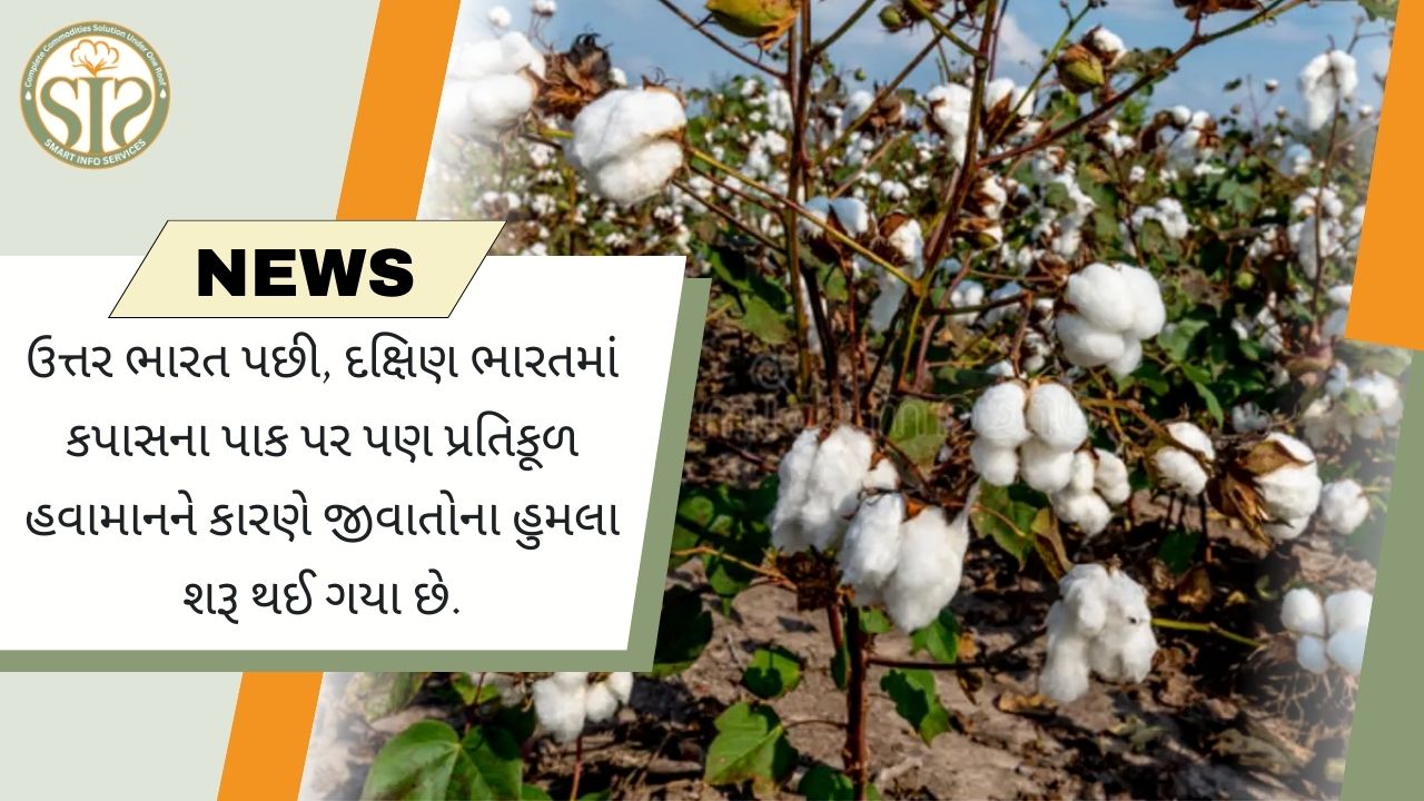 દક્ષિણ ભારતમાં કપાસના પાક પર જીવાતનો હુમલો