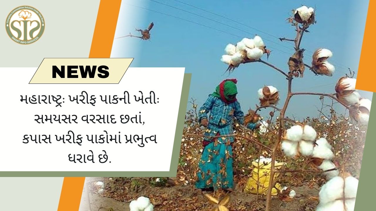 મહારાષ્ટ્ર ખરીફ: વરસાદ છતાં કપાસનું વાવેતર વધુ રહ્યું