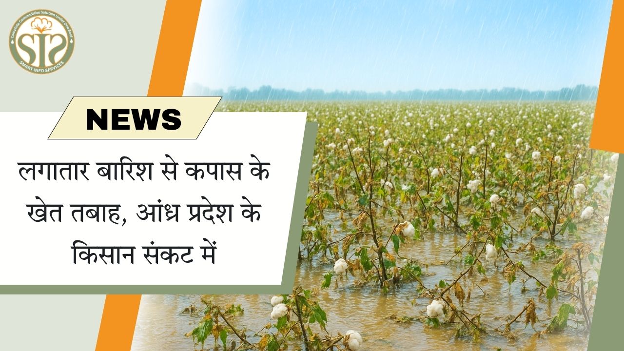 बारिश से कपास की फसल बर्बाद, किसान परेशान