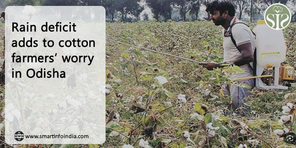 Rain deficit adds to cotton farmers’ worry in Odisha