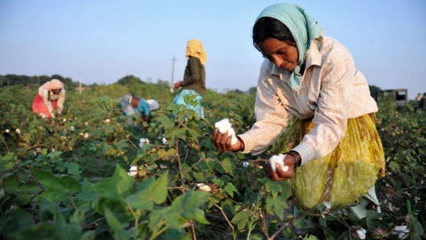 Good rate for cotton cheers north Maharashtra farmers