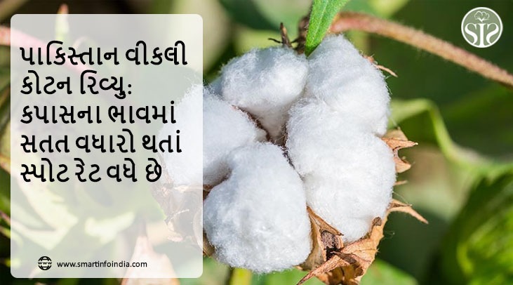 પાકિસ્તાન વીકલી કોટન રિવ્યુ: કપાસના ભાવ સતત વધવાને કારણે સ્પોટ રેટ ઊંચો થયો.