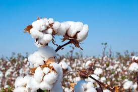 From Tirupur to Panipat, soaring cotton prices are searing India’s textile exporters and mills