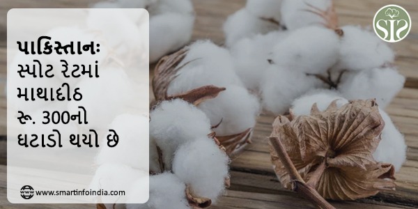 પાકિસ્તાનઃ સ્પોટ રેટમાં માથાદીઠ રૂ. 300નો ઘટાડો થયો છે.