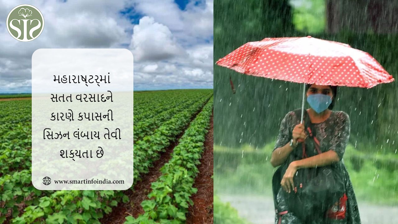 મહારાષ્ટ્રમાં સતત વરસાદને કારણે કપાસની સિઝન લંબાય તેવી શક્યતા છે