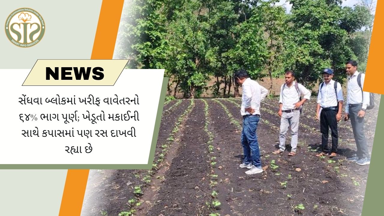 સેંધવામાં 64% ખરીફ વાવણી પૂર્ણ, મકાઈ સાથે કપાસની ખેતી તરફ ખેડૂતોનો વધતો ઝુકાવ