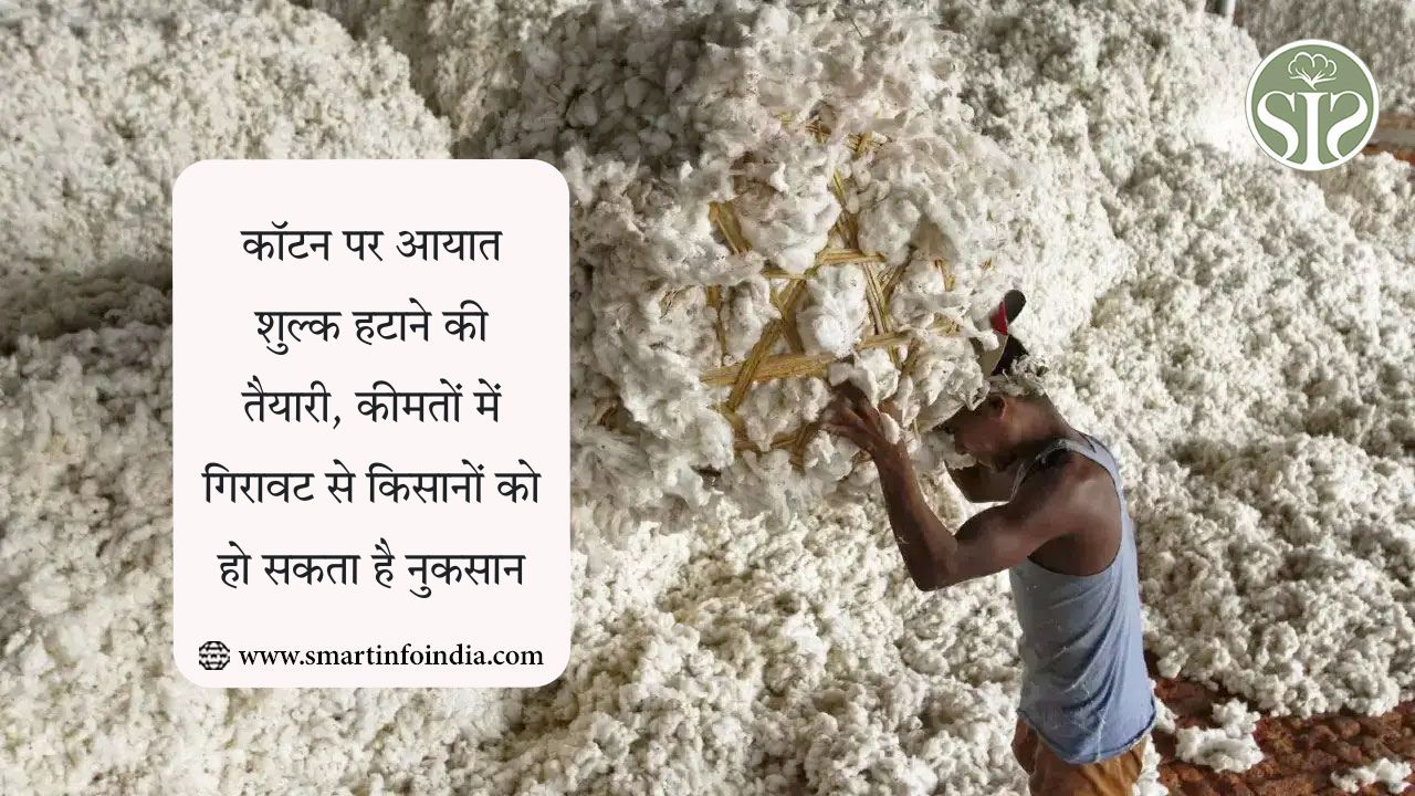 कॉटन पर आयात शुल्क हटाने की तैयारी, कीमतों में गिरावट से किसानों को हो सकता है नुकसान