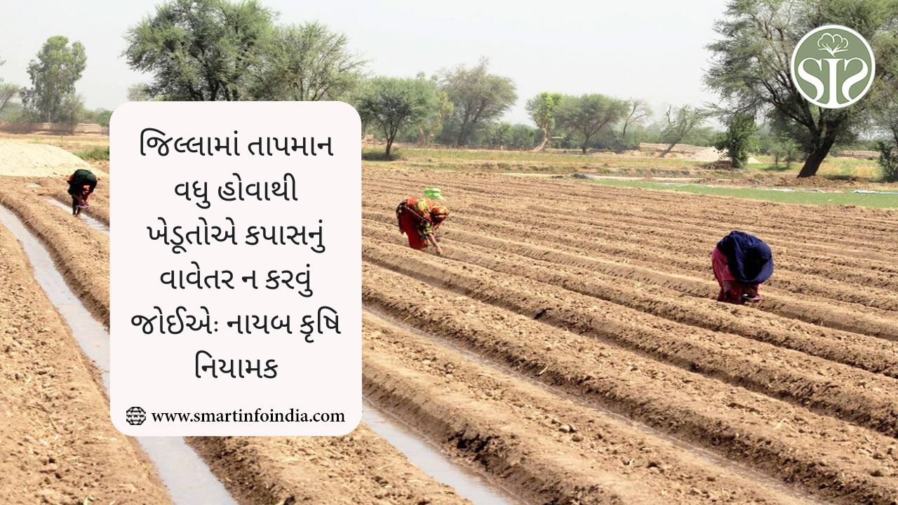 જિલ્લામાં તાપમાન વધુ હોવાથી ખેડૂતોએ કપાસનું વાવેતર ન કરવું જોઈએ: નાયબ કૃષિ નિયામક