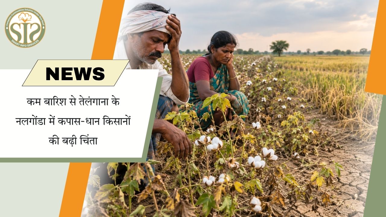 कम बारिश से तेलंगाना के नलगोंडा में कपास और धान किसानों की चिंता बढ़ी