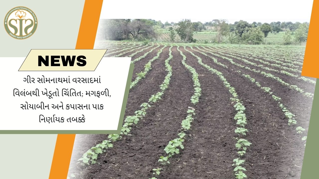 ગીર સોમનાથમાં વરસાદની અછતથી ખેડૂતો ચિંતિત