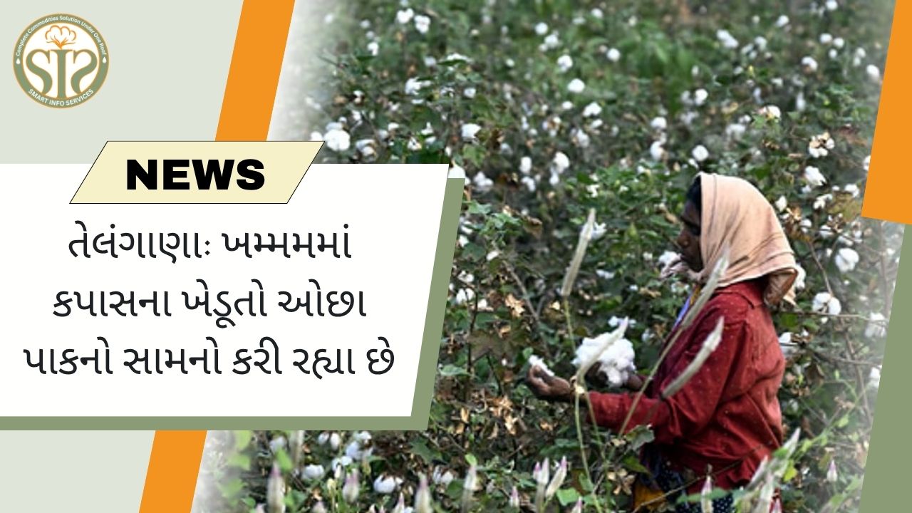 તેલંગાણા: ખમ્મમમાં કપાસની ઓછી ઉપજ