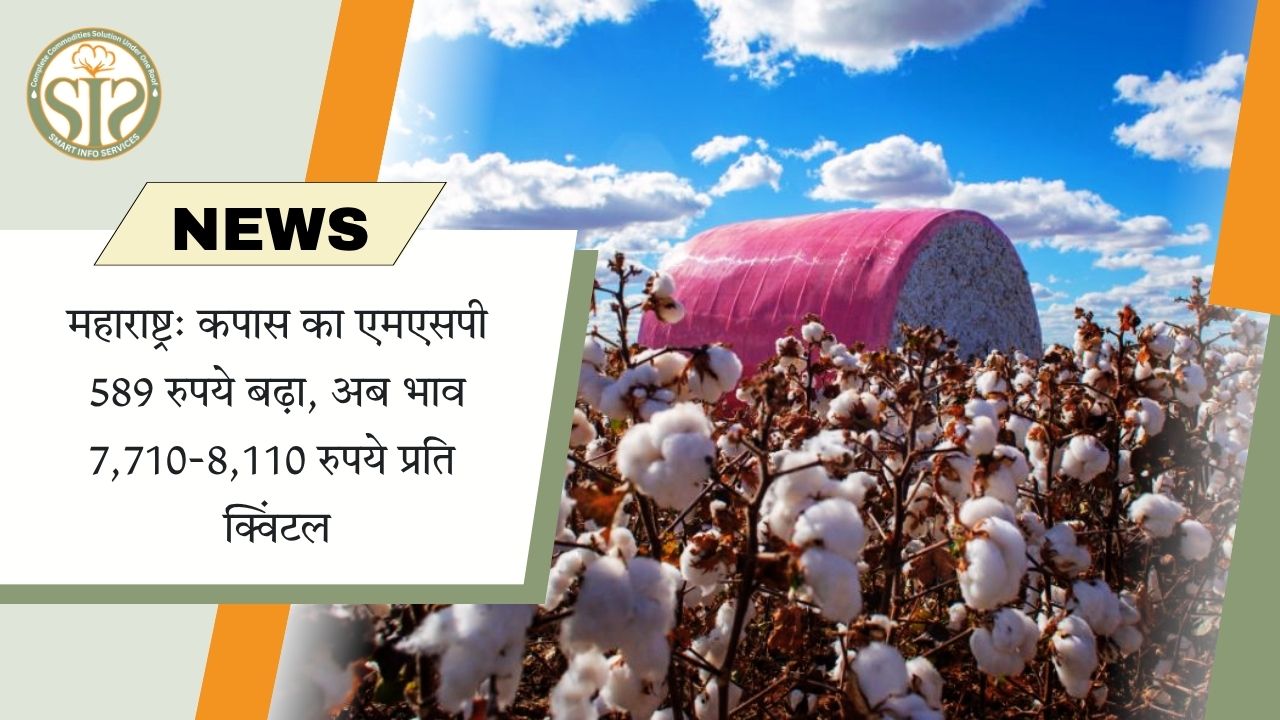 महाराष्ट्र: कपास का एमएसपी 589 रुपये बढ़ा, अब भाव 7,710-8,110 रुपये प्रति क्विंटल