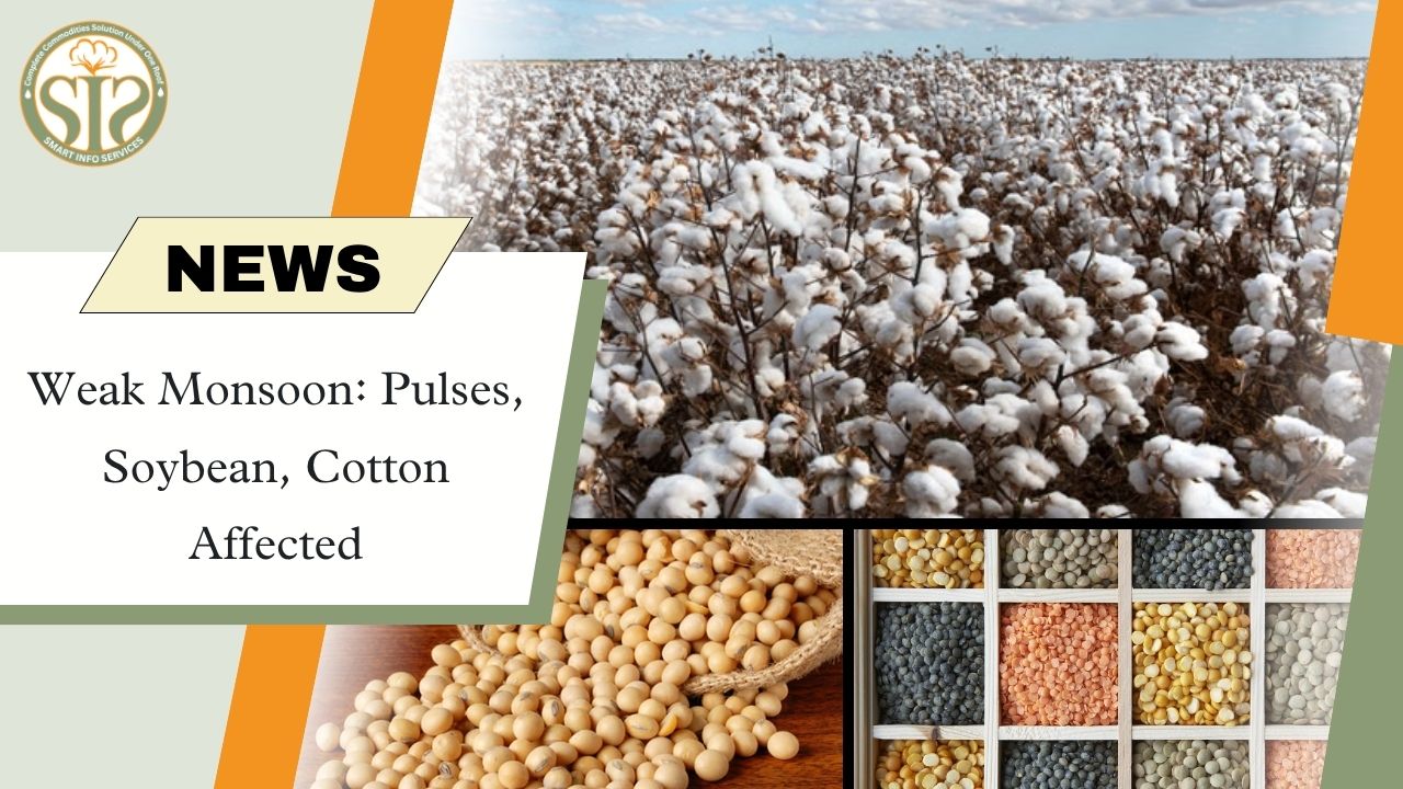 Threat to pulses, soybean and cotton crops due to weak monsoon