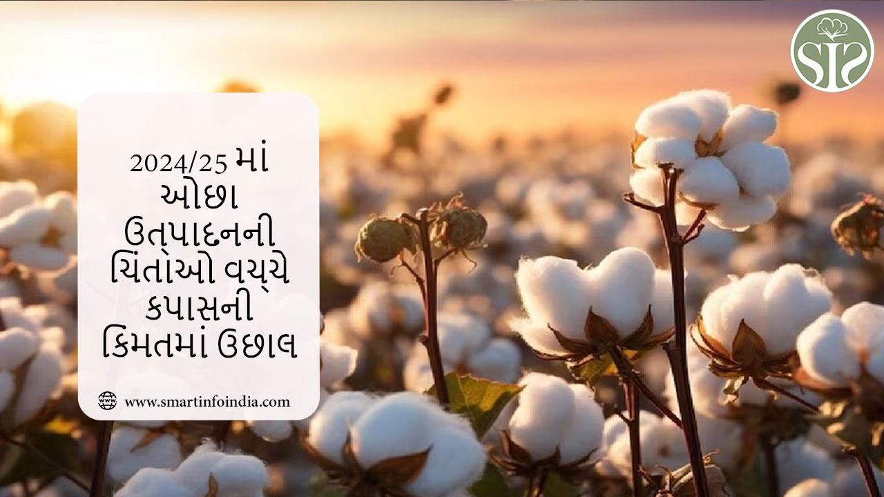 2024/25માં ઓછા ઉત્પાદનની ચિંતા વચ્ચે કપાસના ભાવમાં વધારો થયો છે