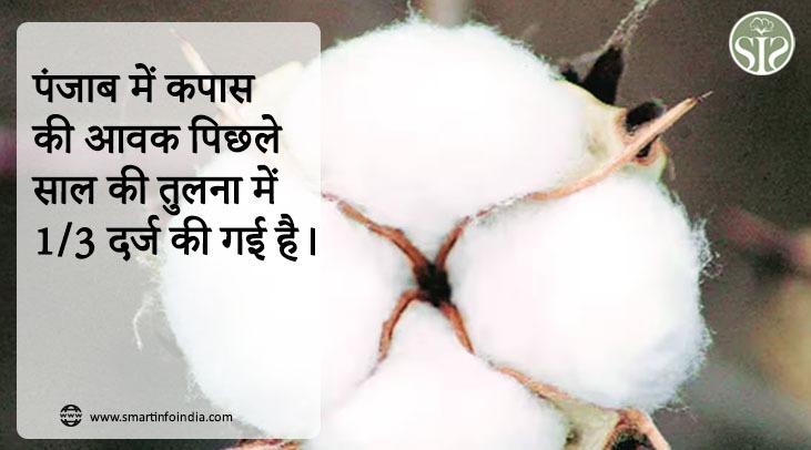 पंजाब में कपास की आवक पिछले साल की तुलना में 1/3 दर्ज की गई है।
