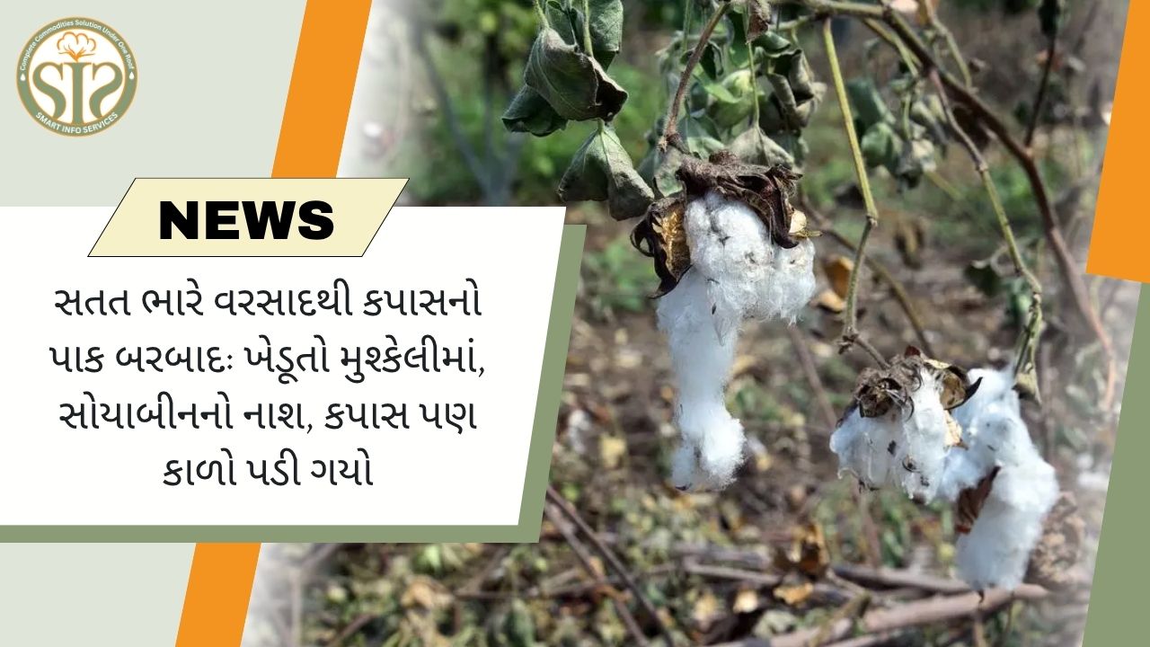 ભારે વરસાદથી કપાસ અને સોયાબીનના પાકનો નાશ