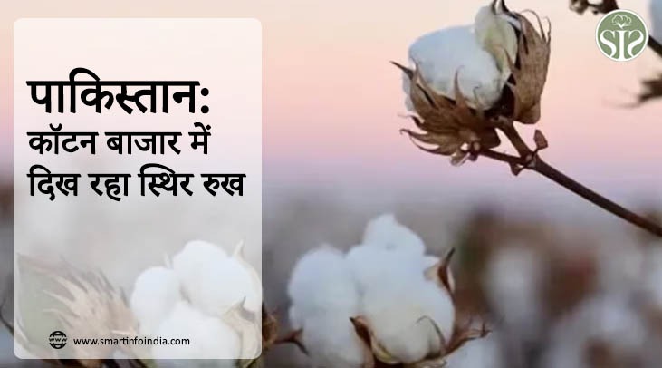 पाकिस्तान: कॉटन बाजार में दिख रहा स्थिर रुख