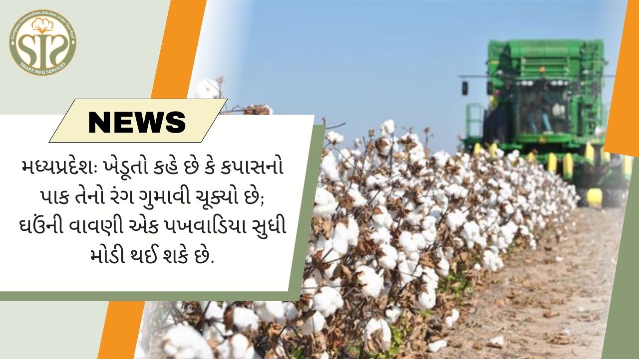 કપાસનો પાક નિષ્ફળ ગયો, ઘઉંનું વાવેતર મોડું