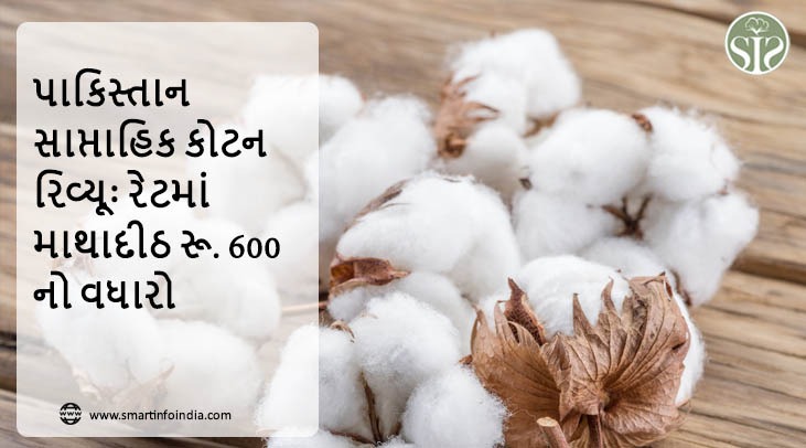 પાકિસ્તાન: સાપ્તાહિક કોટન રિવ્યૂઃ રેટમાં માથાદીઠ રૂ. 600નો વધારો