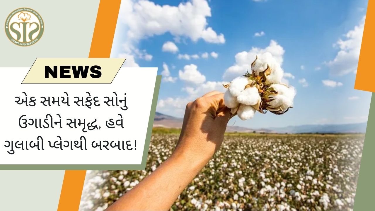 એક સમયે સફેદ સોનાથી સમૃદ્ધ ખેડૂતો હવે ગુલાબી ઉપદ્રવથી કચડાઈ ગયા છે
