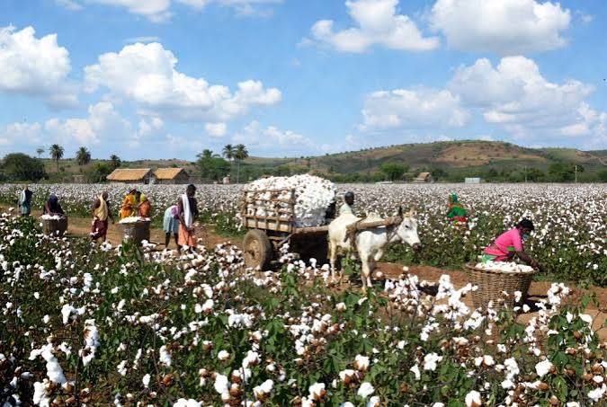 Gujarat Rainfall Deficit Not Enough for Drought