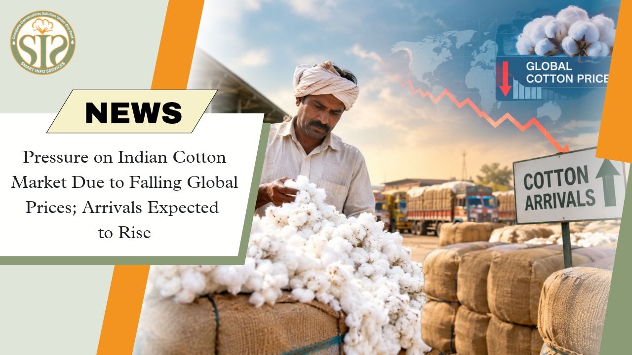 Indian Cotton Market Under Pressure