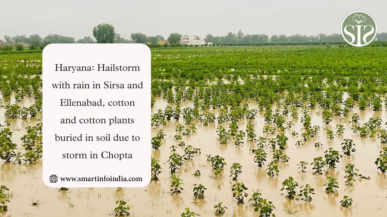 Haryana: Hailstorm with rain in Sirsa and Ellenabad, cotton and cotton plants buried in soil due to storm in Chopta