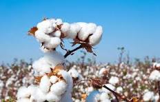 Textile Industry Seeks Duty-Free Cotton Imports Amid Price Surge