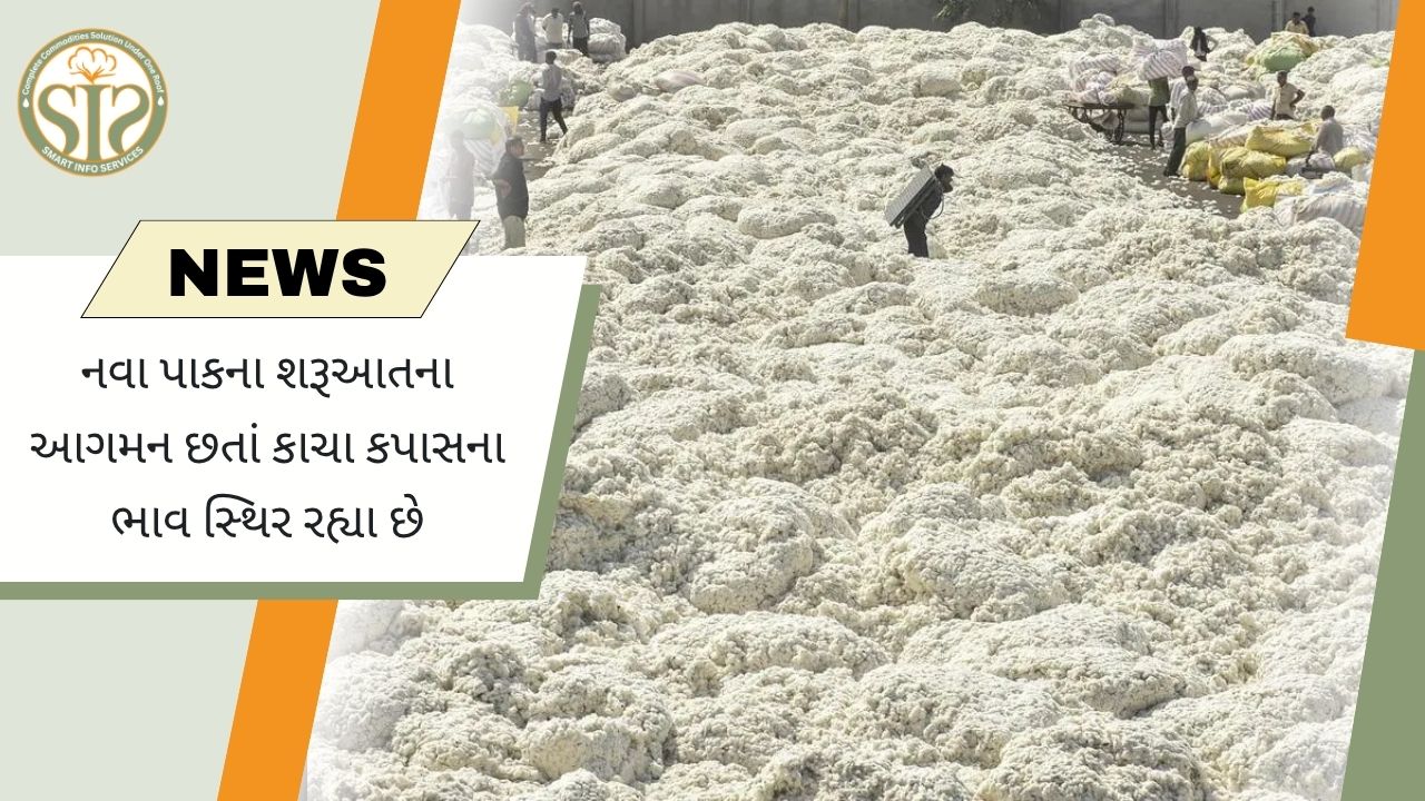નવી આવક વચ્ચે કપાસના ભાવ મજબૂત