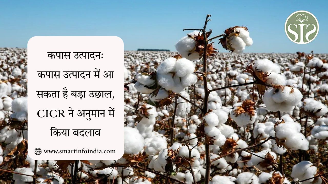कपास उत्पादन: कपास उत्‍पादन में आ सकता है बड़ा उछाल, CICR ने अनुमान में किया बदलाव