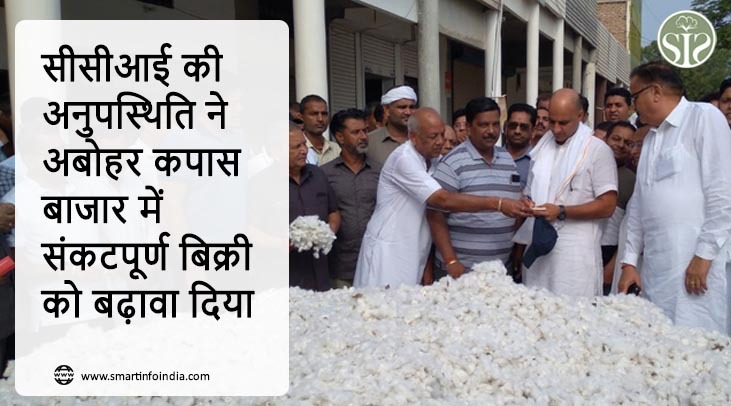 सीसीआई की अनुपस्थिति ने अबोहर कपास बाजार में संकटपूर्ण बिक्री को बढ़ावा दिया