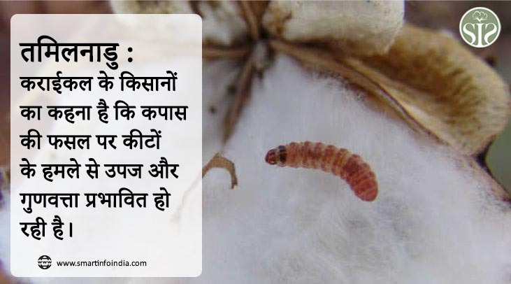 तमिलनाडु : कराईकल के किसानों का कहना है कि कपास की फसल पर कीटों के हमले से उपज और गुणवत्ता प्रभावित हो रही है।