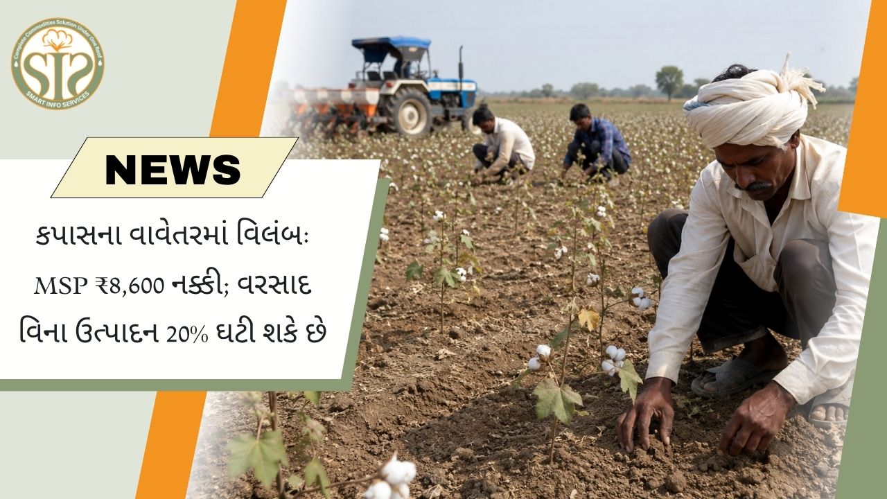 કપાસ વાવેતરમાં વિલંબ, ઉત્પાદન ચિંતા