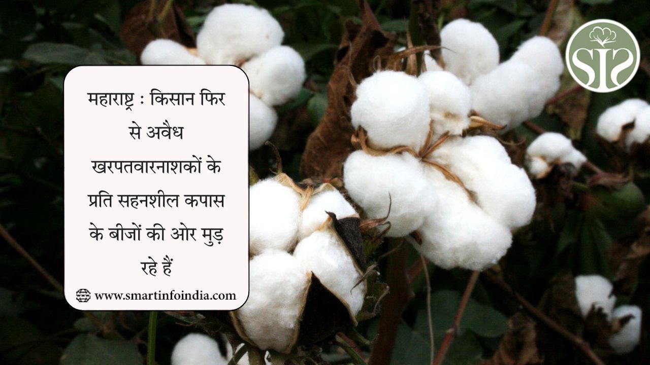 महाराष्ट्र : किसान फिर से अवैध खरपतवारनाशकों के प्रति सहनशील कपास के बीजों की ओर मुड़ रहे हैं