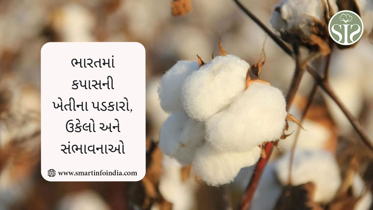 ભારતમાં કપાસની ખેતીના પડકારો, ઉકેલો અને સંભાવનાઓ
